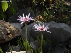 Pseudopodospermum papposum