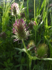 Trifolium dasyurum