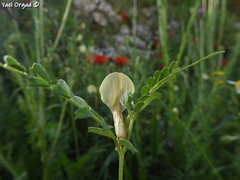 Vicia sericocarpa