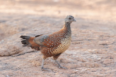 Galloperdix lunulata