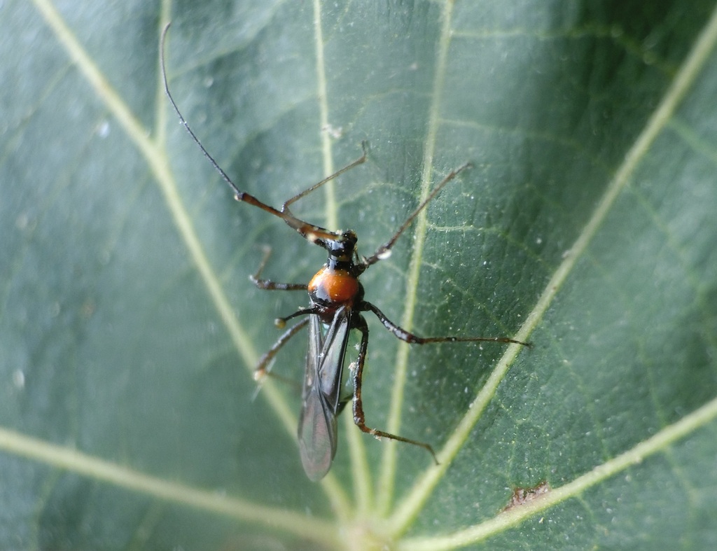 Helopeltis fasciaticollis from 638台灣雲林縣麥寮鄉 on May 14, 2024 at 04:39 PM ...