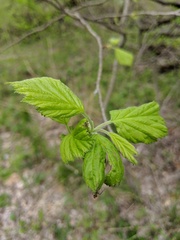 Crataegus mollis
