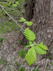 Crataegus mollis