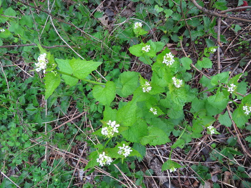 Vaistinė česnakūnė