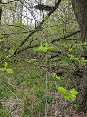 Crataegus mollis