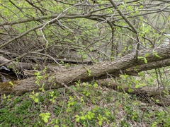 Crataegus mollis