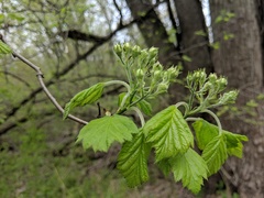 Crataegus mollis
