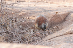 Galloperdix lunulata