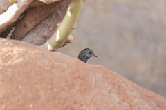 Galloperdix lunulata