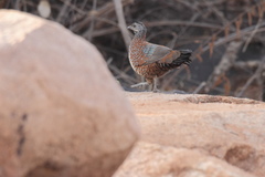 Galloperdix lunulata