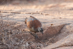 Galloperdix lunulata