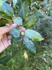 Island croton (Croton insularis)