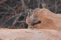 Galloperdix lunulata