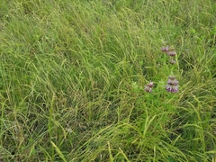 Limnodea arkansana