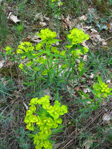 Didžioji karpažolė