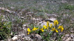 Genista albida