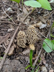 Morchella americana