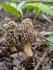 Morchella americana