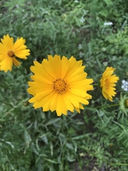 Coreopsis grandiflora
