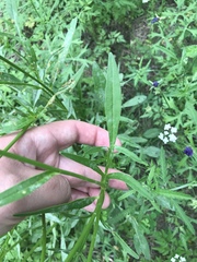 Coreopsis grandiflora