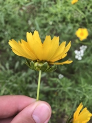 Coreopsis grandiflora