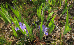 Iris lacustris