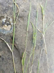Limnodea arkansana