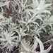 Salvia Blanca - Photo (c) edelgado, algunos derechos reservados (CC BY-NC)