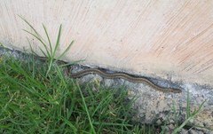 Thamnophis scaliger