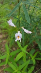 Penstemon laxiflorus