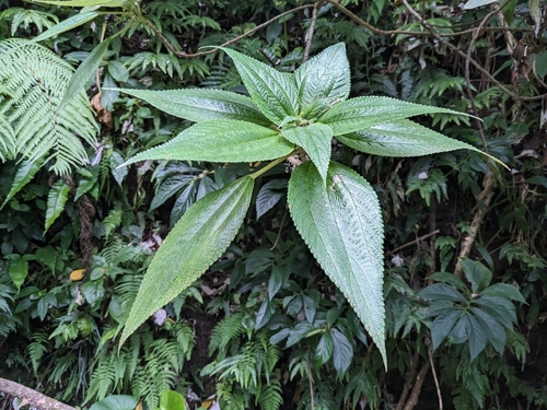 Maoutia setosa iNat (1)