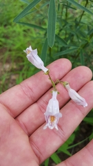 Penstemon laxiflorus