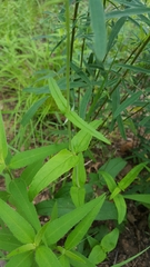 Penstemon laxiflorus