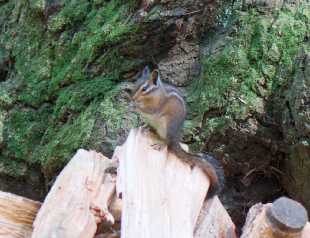 Squirrels