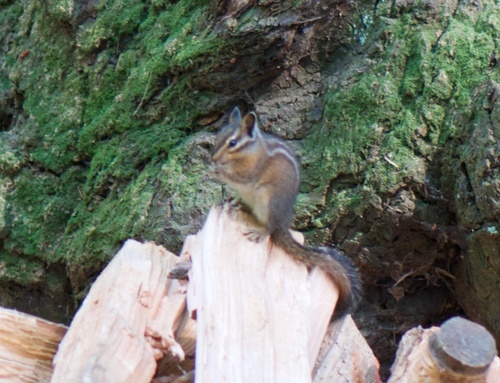 Squirrels