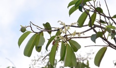 Dryobalanops oblongifolia