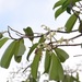 Dryobalanops oblongifolia - Photo (c) tansh91, algunos derechos reservados (CC BY-NC), subido por tansh91