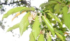Dipterocarpus oblongifolius