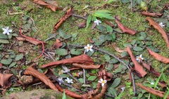 Dryobalanops oblongifolia