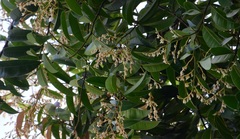 Dryobalanops oblongifolia