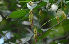Shorea acuminata