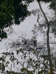 Patagioenas squamosa