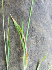 Limnodea arkansana