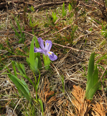 Iris lacustris