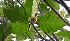Artocarpus elasticus