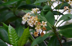 Fagraea fragrans