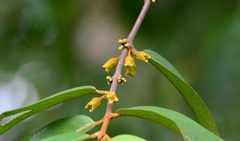 Pellacalyx saccardianus