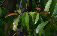 Garcinia atroviridis