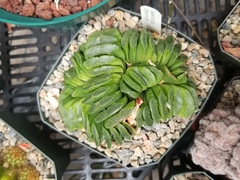 Haworthia