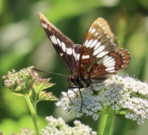 Lorquin's Admiral photo 6
